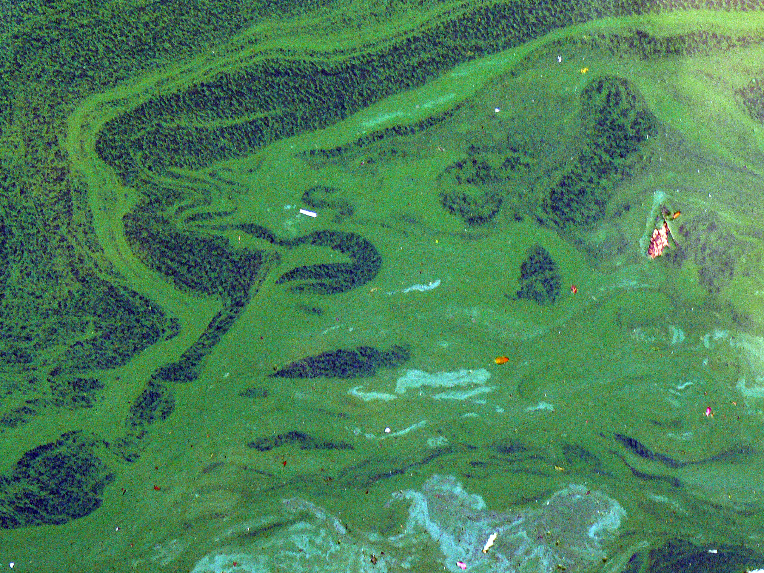 Cyanobacteria and Algae Blooms