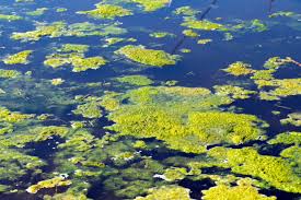 The Truth About Algae: Separating Facts from Fears